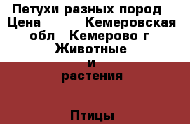 Петухи разных пород › Цена ­ 700 - Кемеровская обл., Кемерово г. Животные и растения » Птицы   . Кемеровская обл.,Кемерово г.